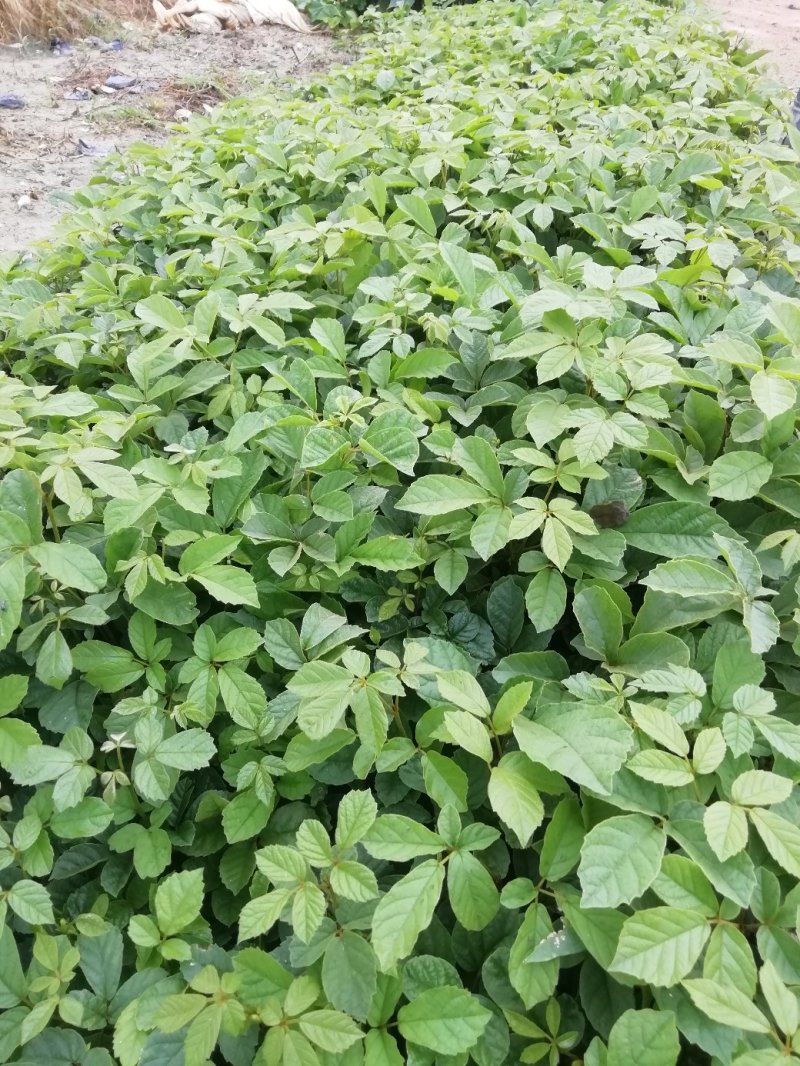 黄花风铃杯苗