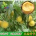 新鲜水蜜桃黄桃新鲜水果孕妇应季水果5斤包邮脆桃坏果包赔