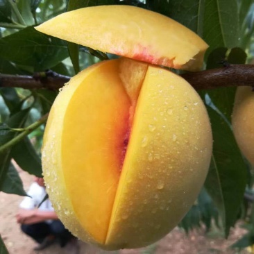 新鲜水蜜桃黄桃新鲜水果孕妇应季水果5斤包邮脆桃坏果包赔