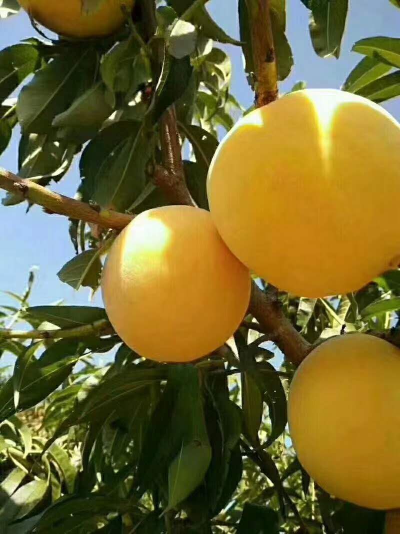 新鲜水蜜桃黄桃新鲜水果孕妇应季水果5斤包邮脆桃坏果包赔