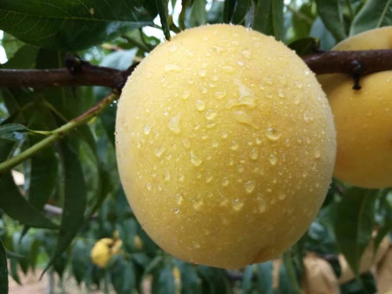新鲜水蜜桃黄桃新鲜水果孕妇应季水果5斤包邮脆桃坏果包赔