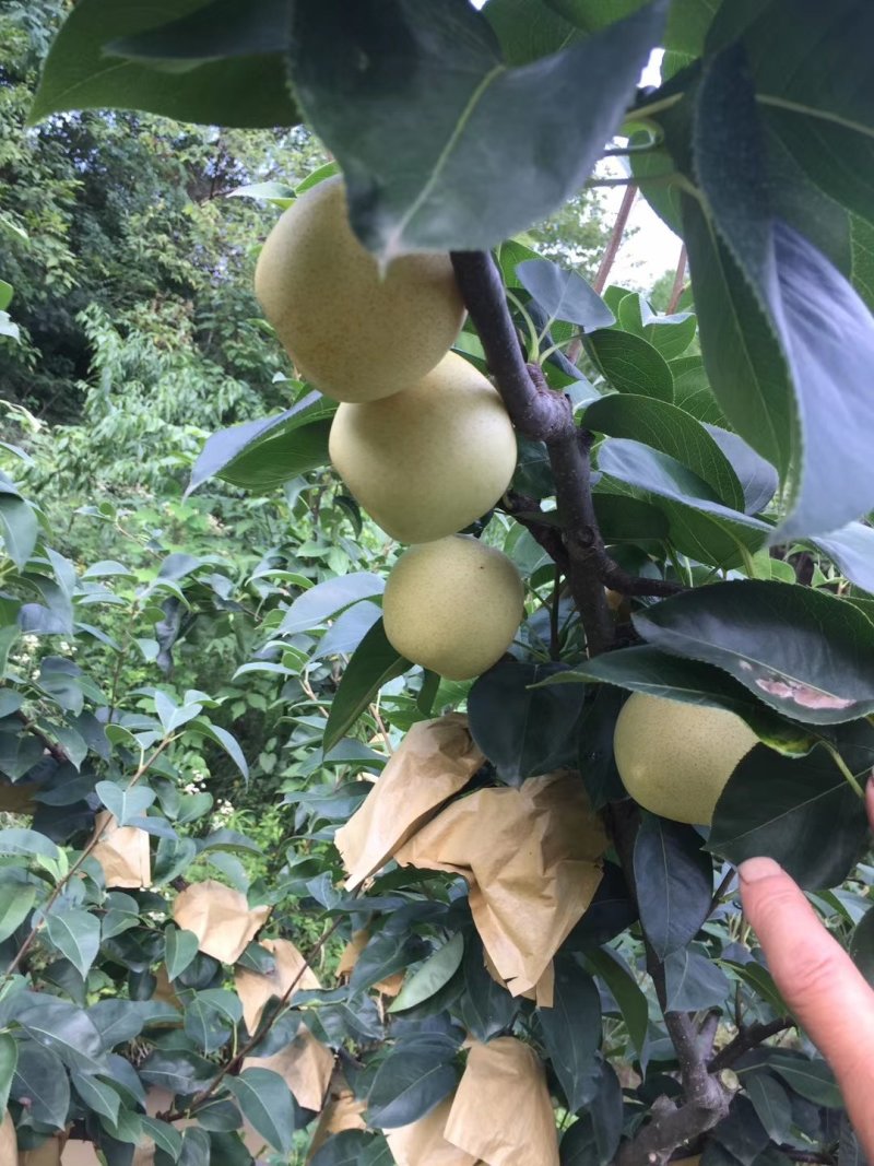 翠冠梨（6月产）