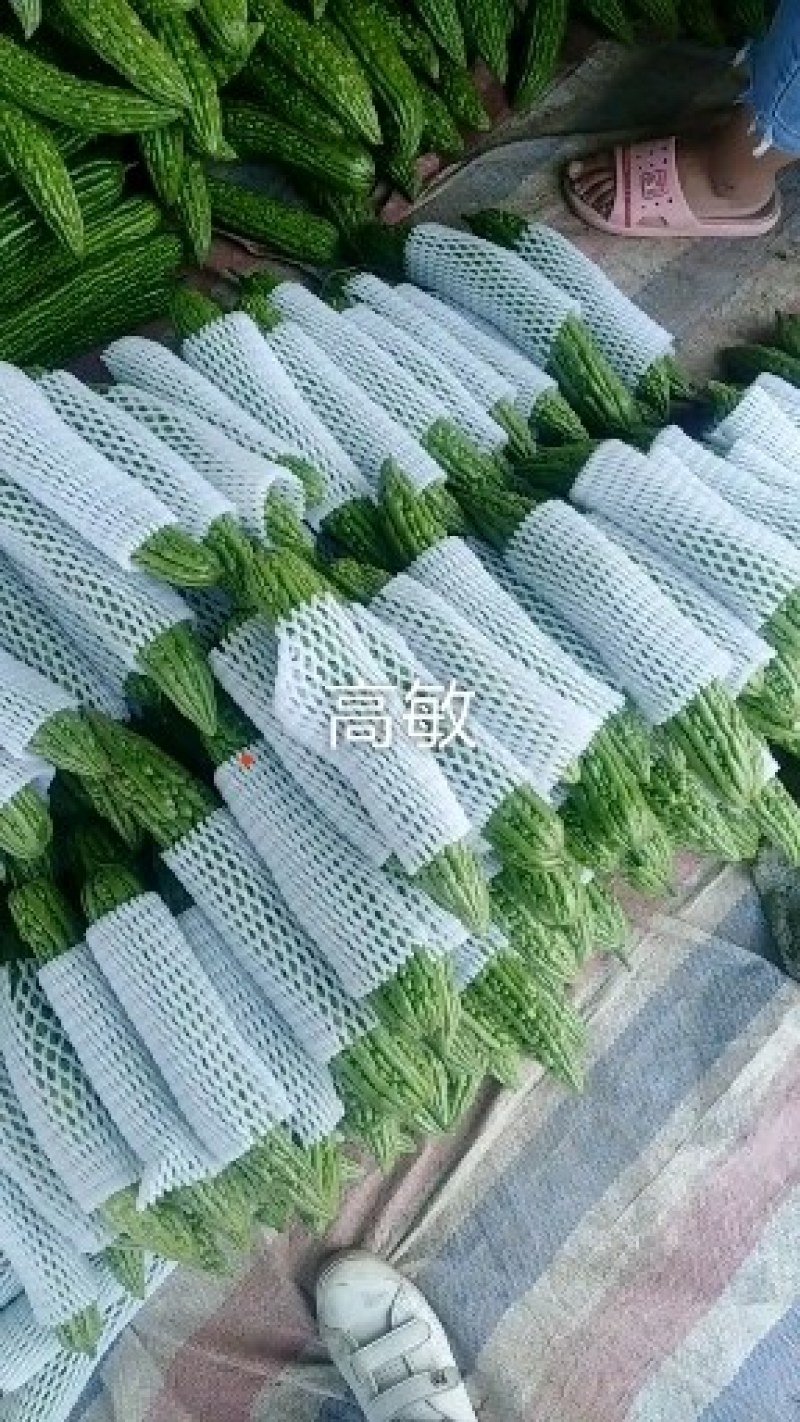 精品油绿苦瓜河南焦作博爱县产地直供货源充足可看货