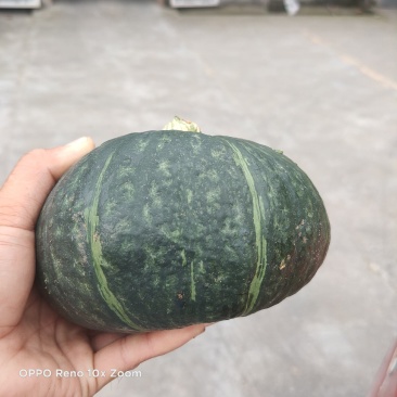 板栗南瓜！面甜2至4斤绿南瓜！质量杠杠滴！