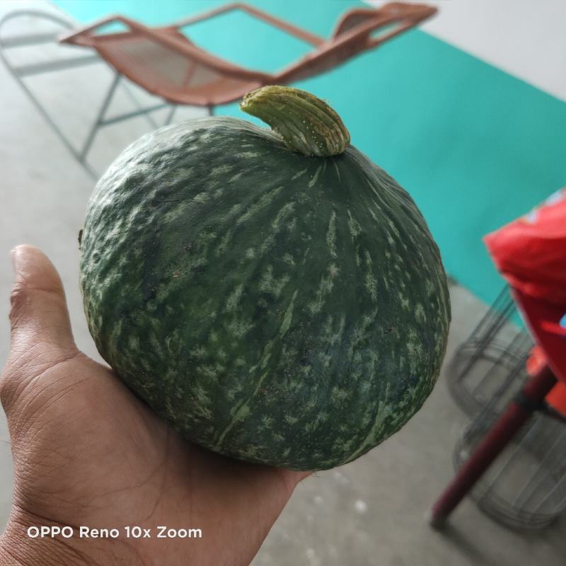 板栗南瓜！面甜2至4斤绿南瓜！质量杠杠滴！