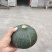 板栗南瓜！面甜2至4斤绿南瓜！质量杠杠滴！