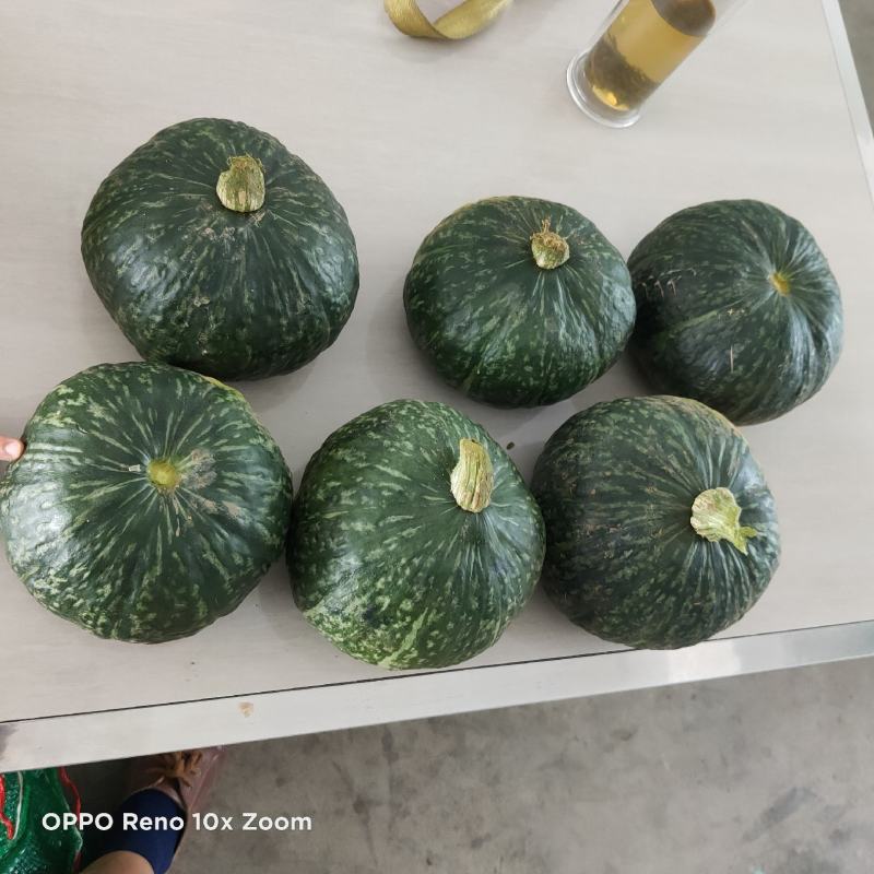 板栗南瓜！面甜2至4斤绿南瓜！质量杠杠滴！
