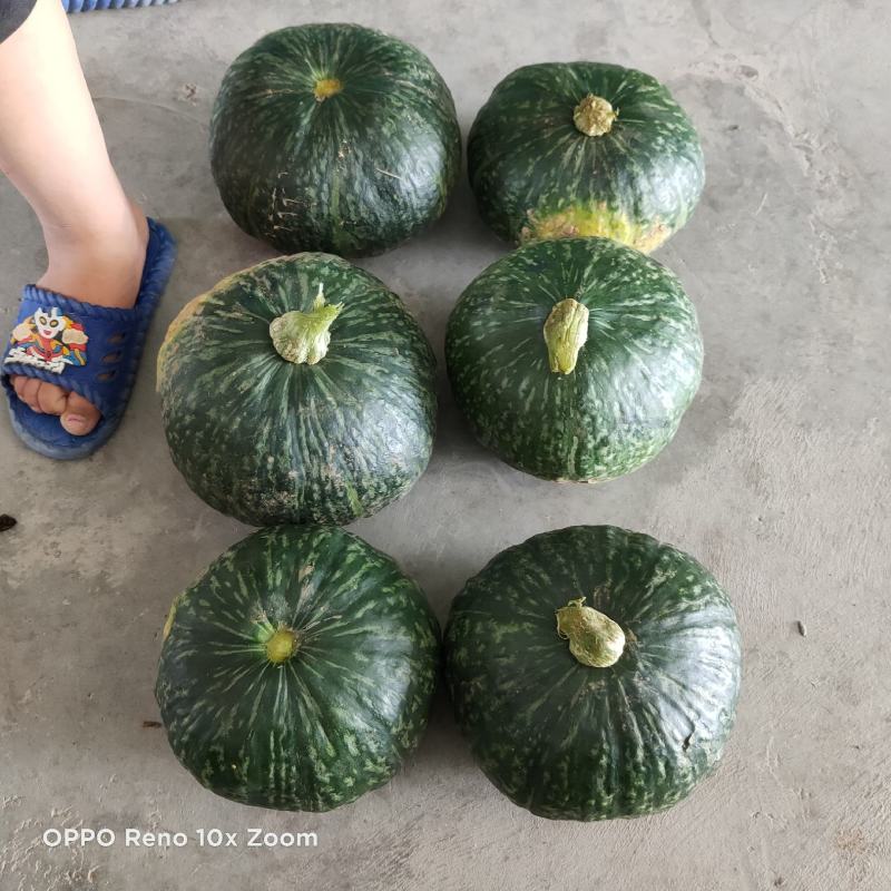 板栗南瓜！面甜2至4斤绿南瓜！质量杠杠滴！