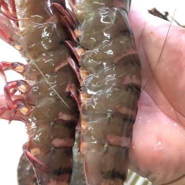 天然流水斑节虾