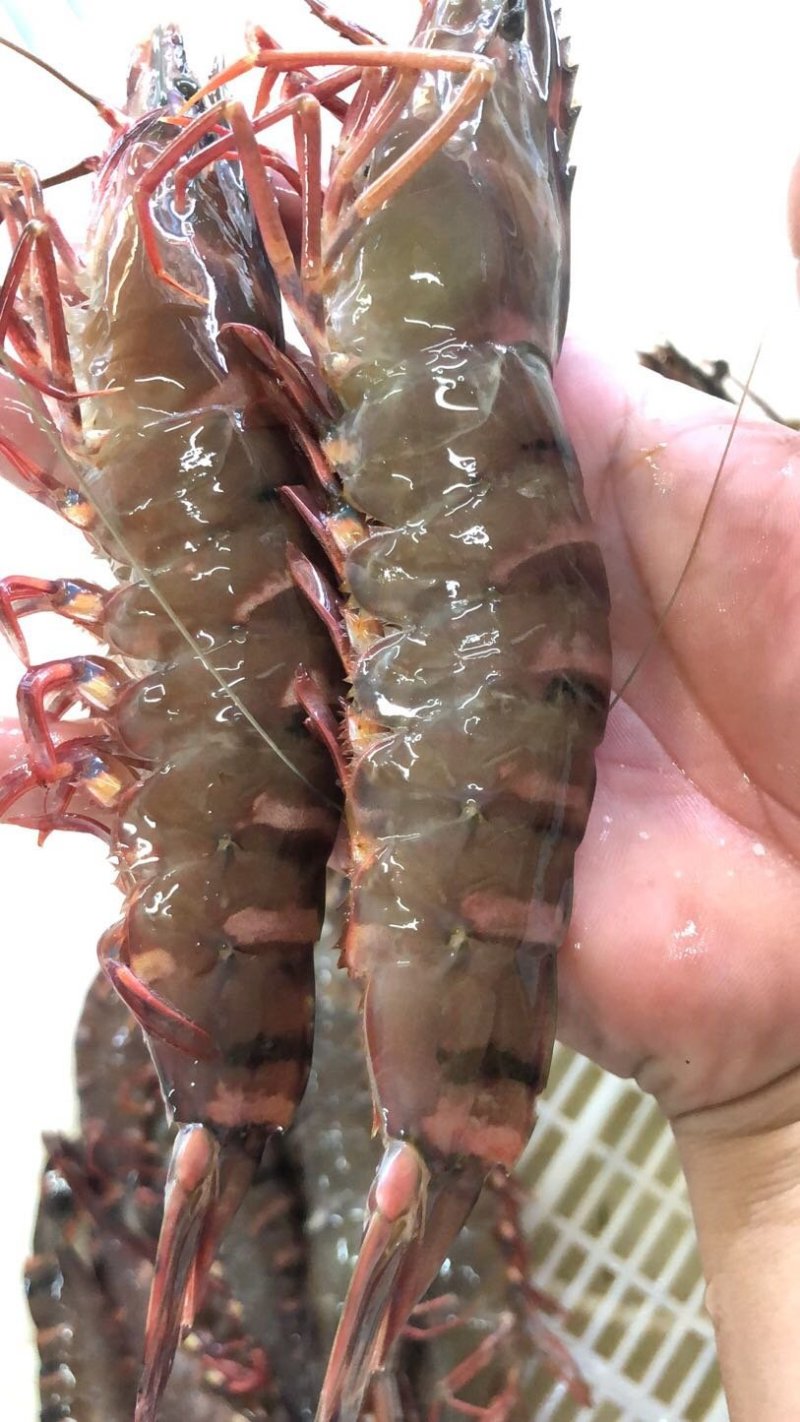 天然流水斑节虾