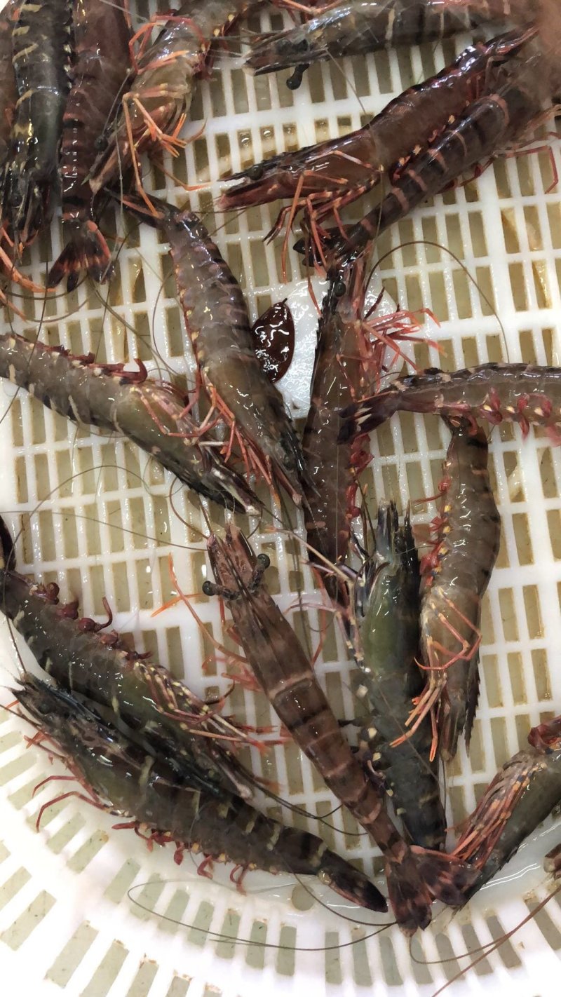 天然流水斑节虾