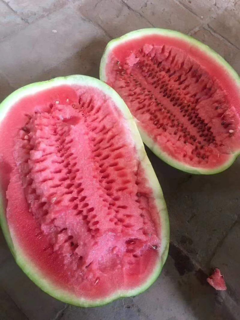 忻州小范！卓龙大西瓜.精品货源.本地价格.一手货源充足.