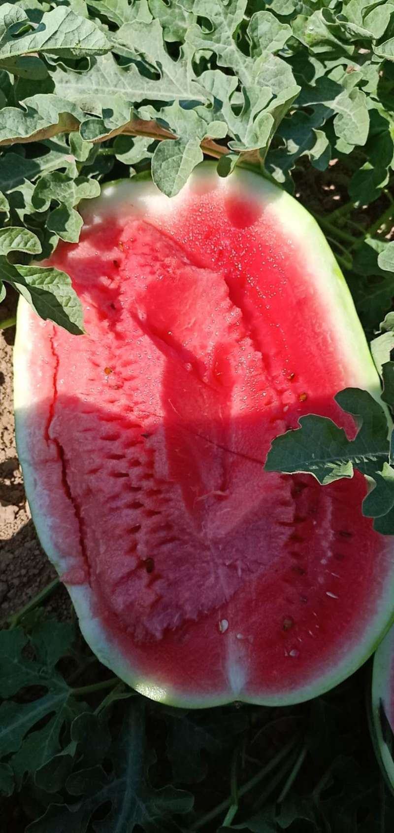 忻州小范！卓龙大西瓜.精品货源.本地价格.一手货源充足.