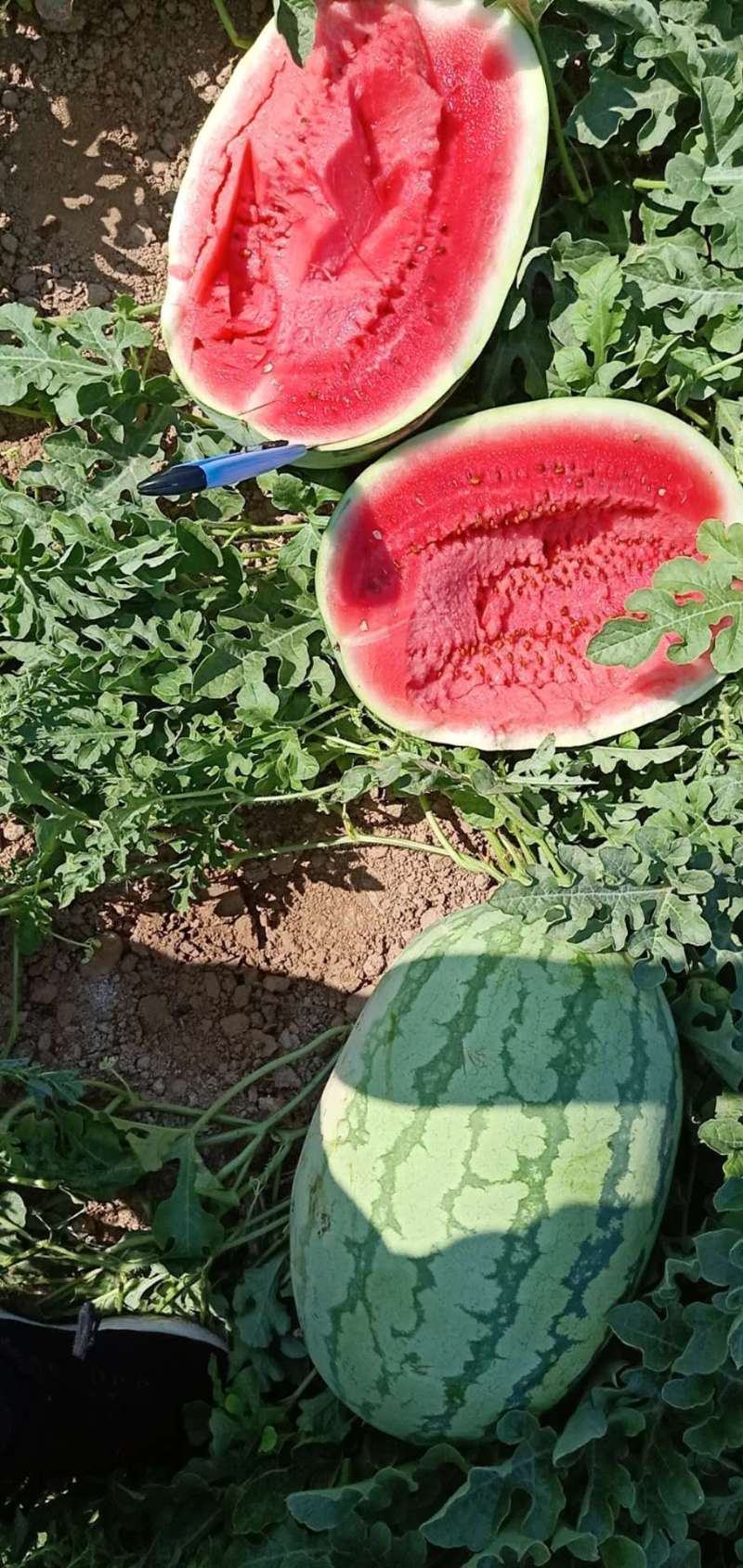 忻州小范！卓龙大西瓜.精品货源.本地价格.一手货源充足.