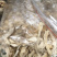 珍珠蚌肉新鲜无臭肉欢迎订购