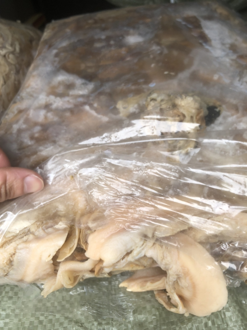 珍珠蚌肉新鲜无臭肉欢迎订购