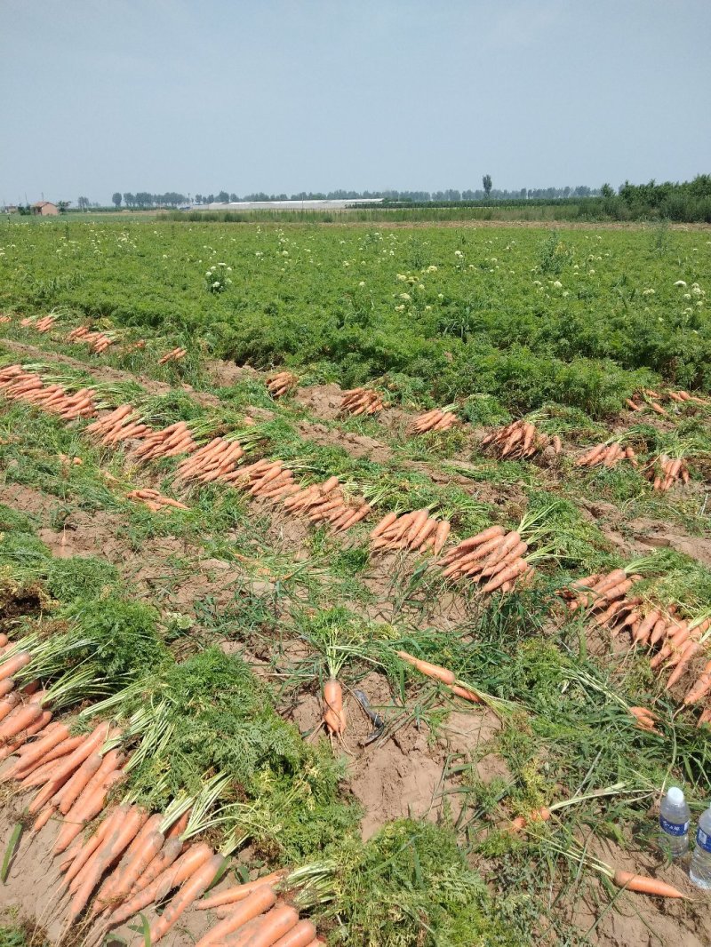 新鲜胡萝卜产地直发量大从优一手货源自家种植