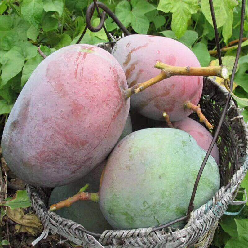 芒果攀枝花凯特芒果9斤现摘现发一件代发包邮
