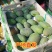 芒果攀枝花凯特芒果9斤现摘现发一件代发包邮