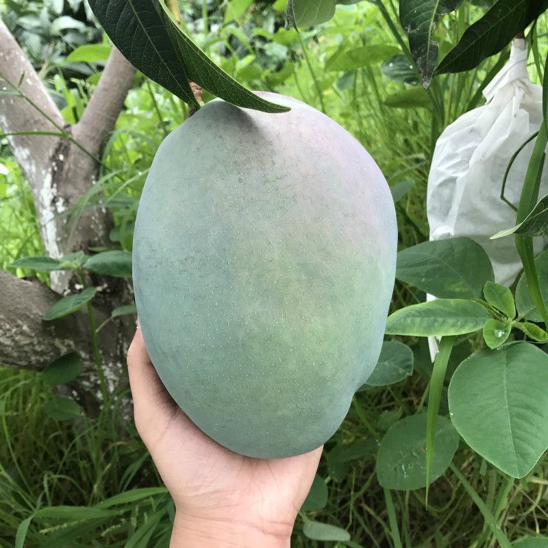芒果攀枝花凯特芒果9斤现摘现发一件代发包邮