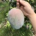 芒果攀枝花凯特芒果9斤现摘现发一件代发包邮