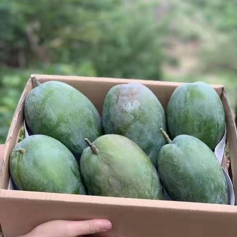芒果攀枝花凯特芒果9斤现摘现发一件代发包邮