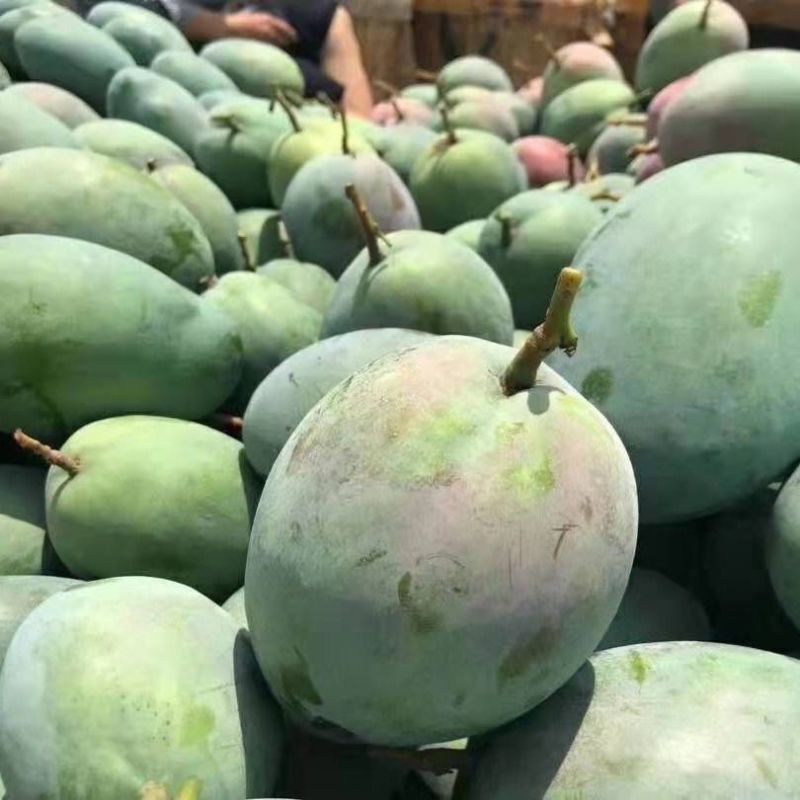 芒果攀枝花凯特芒果9斤现摘现发一件代发包邮