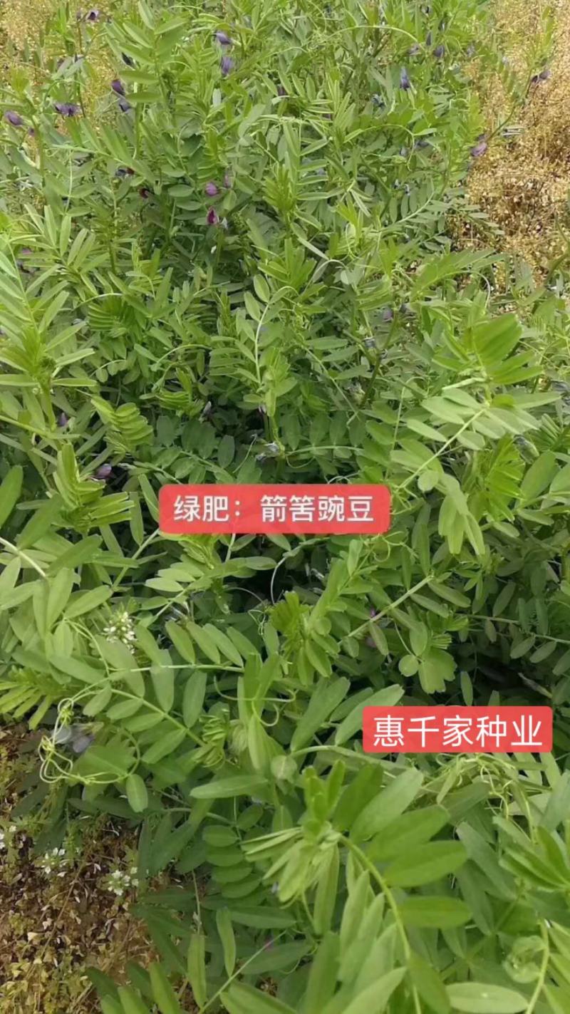 箭舌豌豆种子小苕子种子红花苕子毛苕子果园绿肥种子