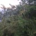 甘肃省陇南市武都区野生松子