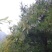 甘肃省陇南市武都区野生松子