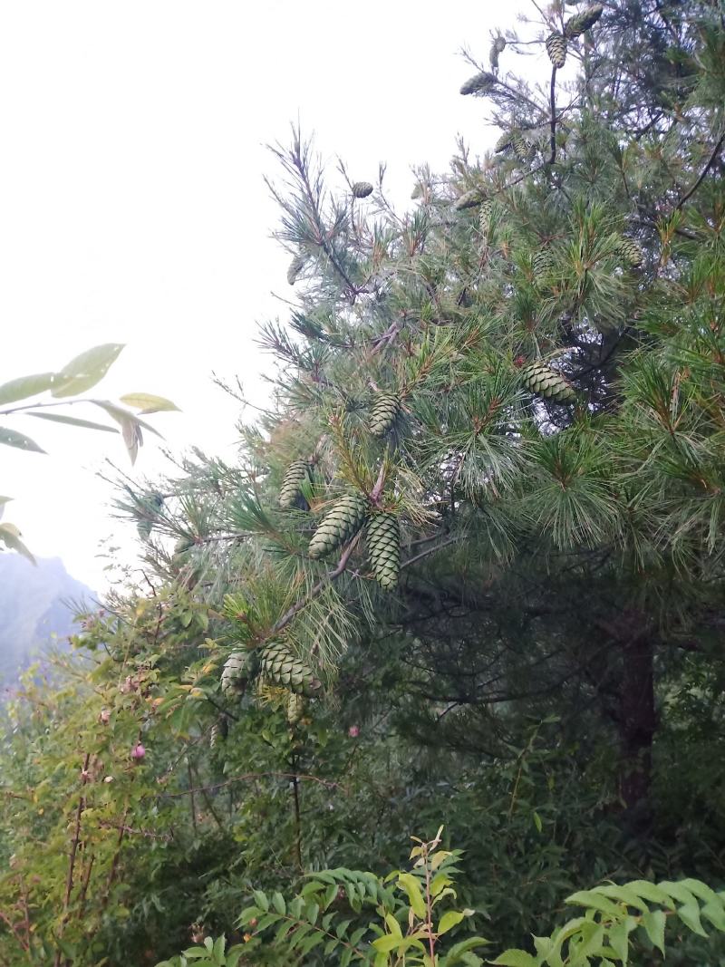 甘肃省陇南市武都区野生松子