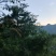 甘肃省陇南市武都区野生松子