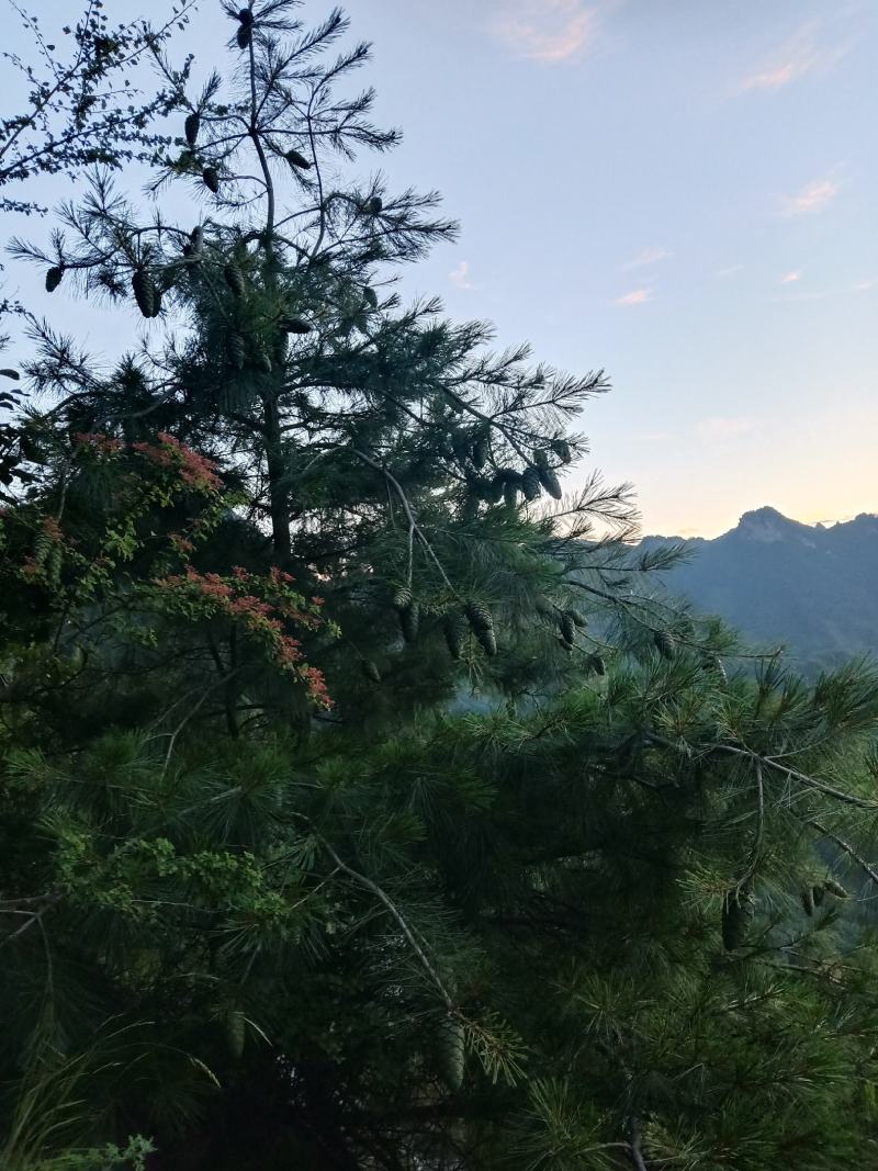 甘肃省陇南市武都区野生松子