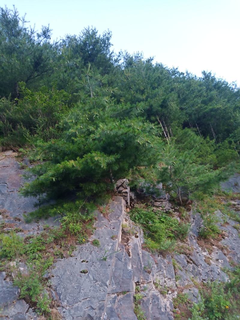 甘肃省陇南市武都区野生松子