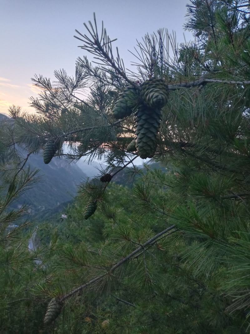 甘肃省陇南市武都区野生松子