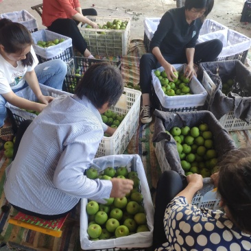 翠冠梨皇冠梨口感脆甜！支持视频看货，产地直发！