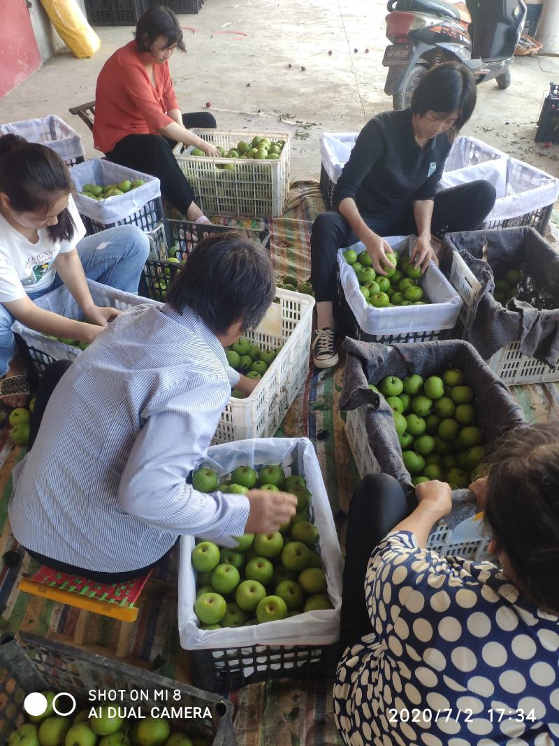翠冠梨皇冠梨口感脆甜！支持视频看货，产地直发！