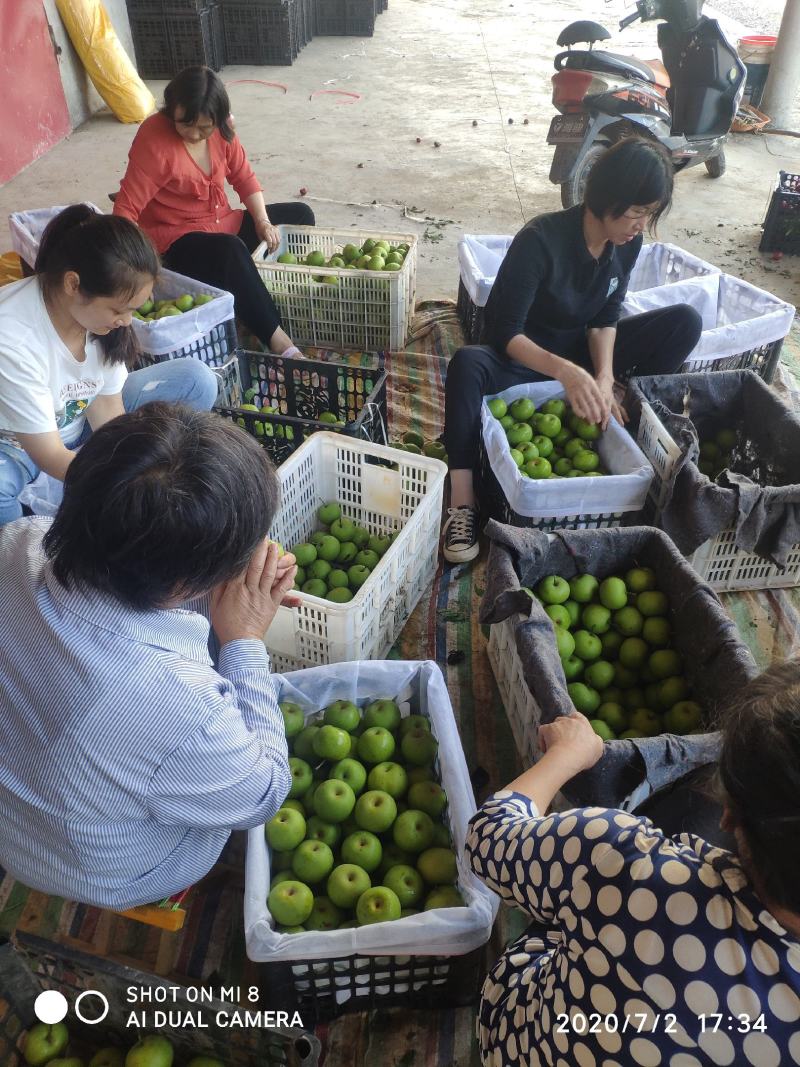 翠冠梨皇冠梨口感脆甜！支持视频看货，产地直发！