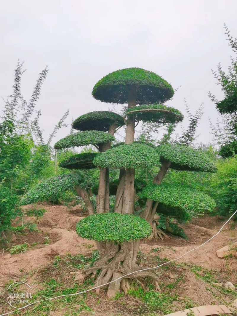 对节白蜡1-80公分都有。京山本地一手货源。