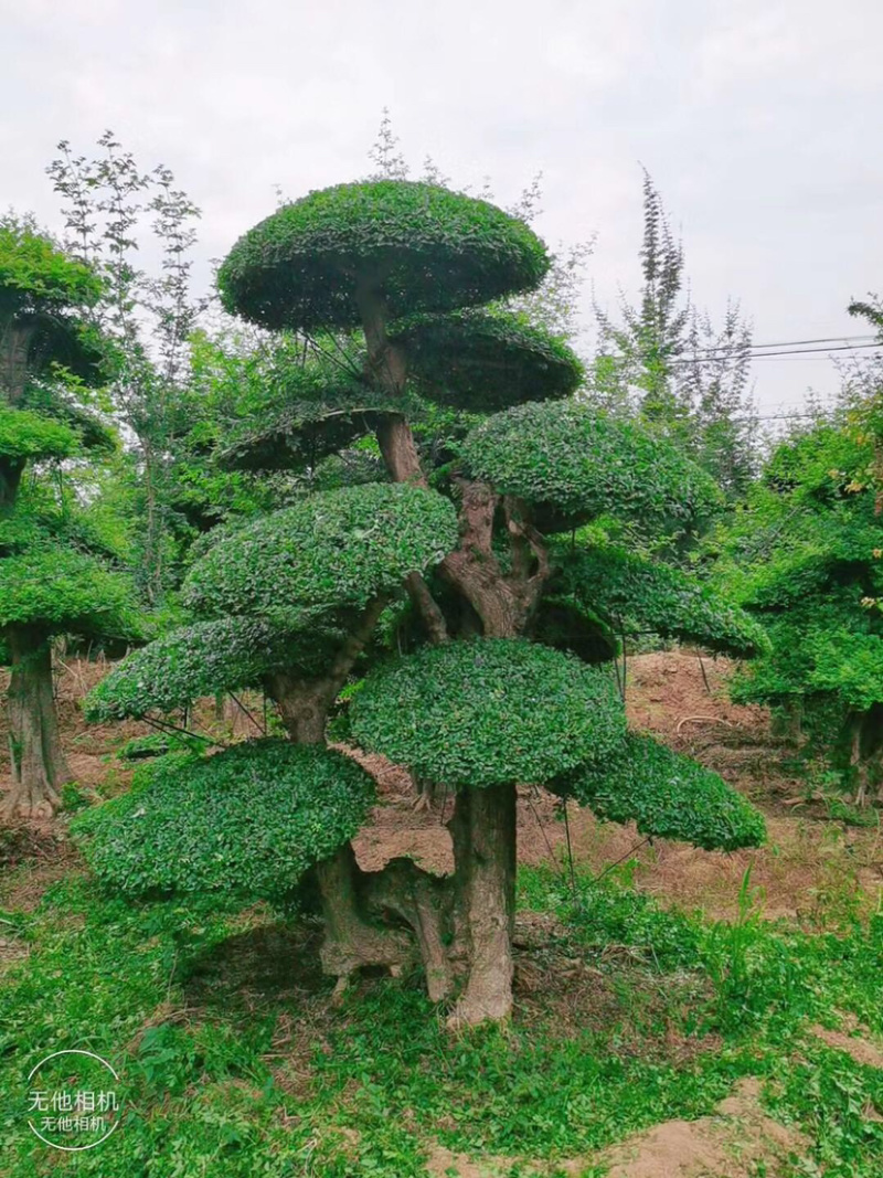 对节白蜡1-80公分都有。京山本地一手货源。