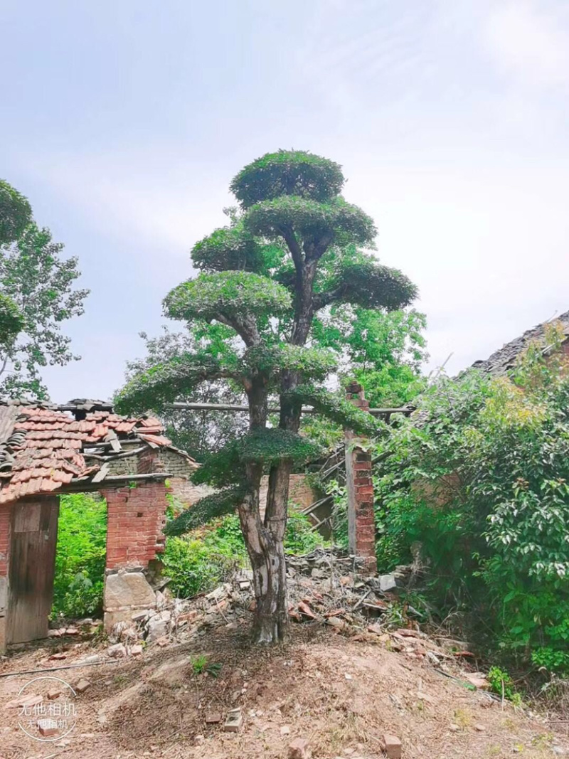 对节白蜡1-80公分都有。京山本地一手货源。