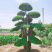 对节白蜡1-80公分都有。京山本地一手货源。