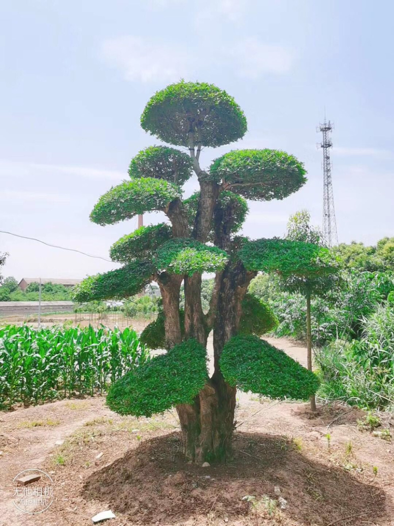 对节白蜡1-80公分都有。京山本地一手货源。