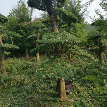 对节白蜡1-80公分都有。京山本地一手货源。
