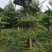 对节白蜡1-80公分都有。京山本地一手货源。