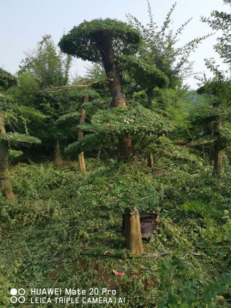 对节白蜡1-80公分都有。京山本地一手货源。