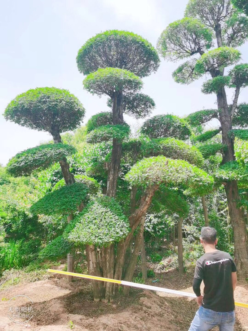 对节白蜡1-80公分都有。京山本地一手货源。