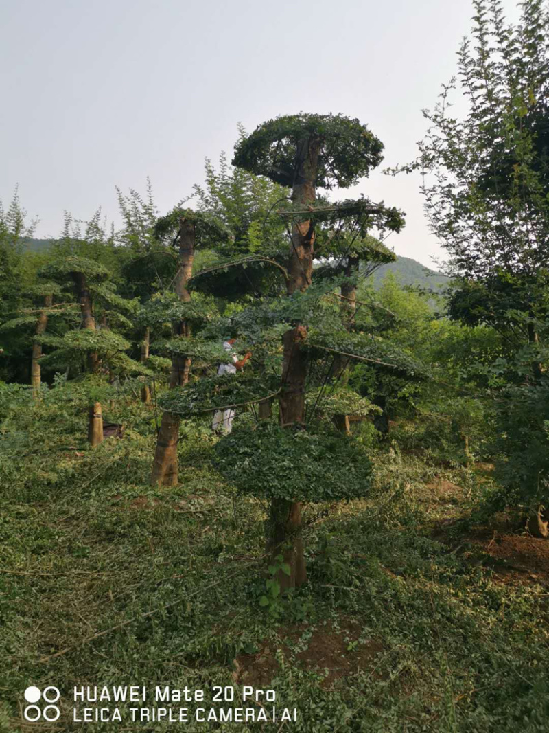 对节白蜡1-80公分都有。京山本地一手货源。