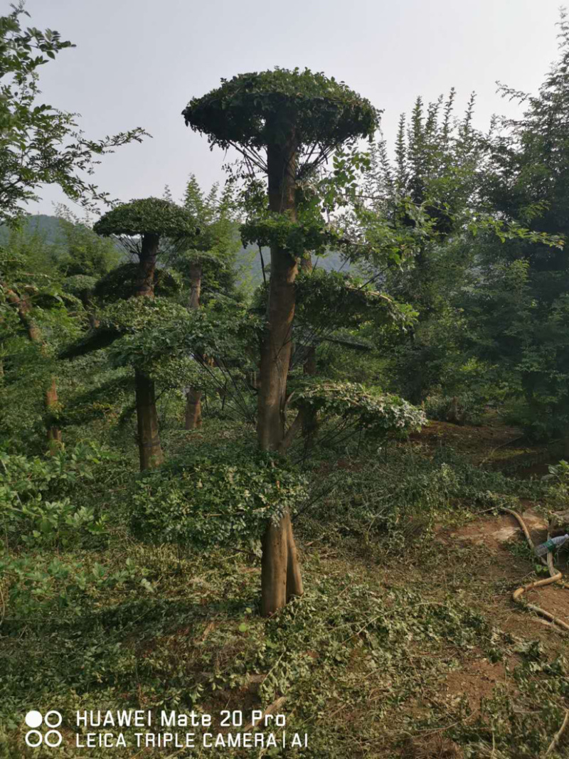 对节白蜡1-80公分都有。京山本地一手货源。