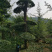 对节白蜡1-80公分都有。京山本地一手货源。